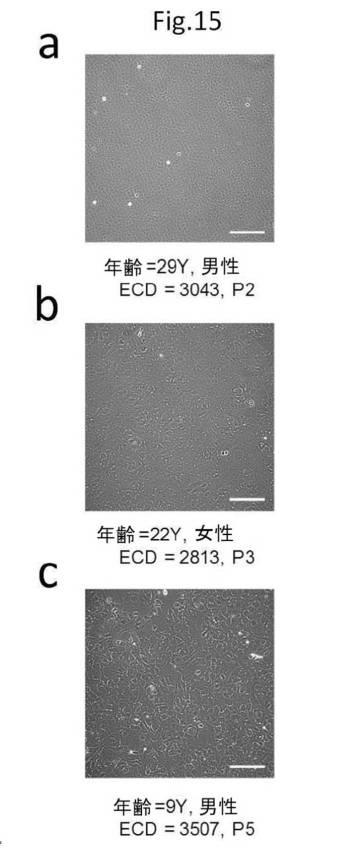 6954682-ヒト機能性角膜内皮細胞およびその応用 図000057