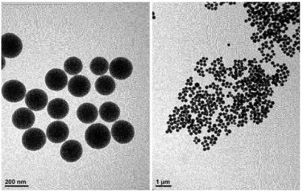 6967810-肝癌の予防または治療用の薬学的組成物 図000057