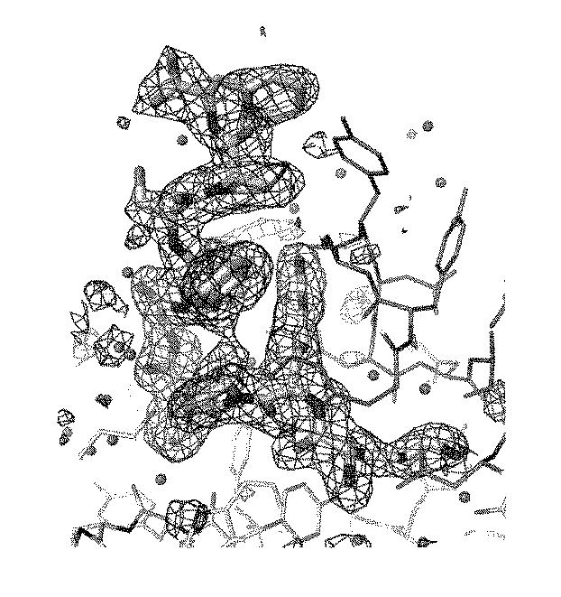 6912441-ブラジキニンＢ１受容体リガンドに対する抗体 図000058