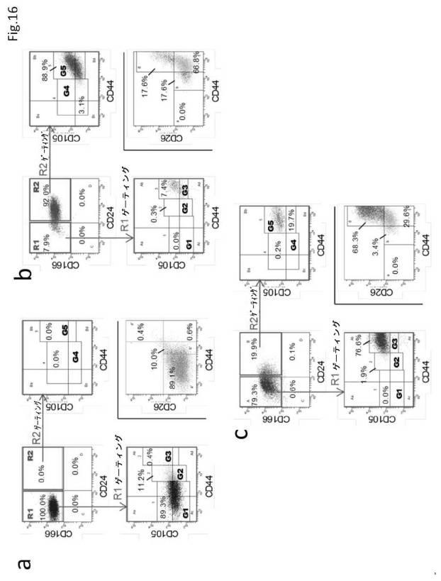 6954682-ヒト機能性角膜内皮細胞およびその応用 図000058