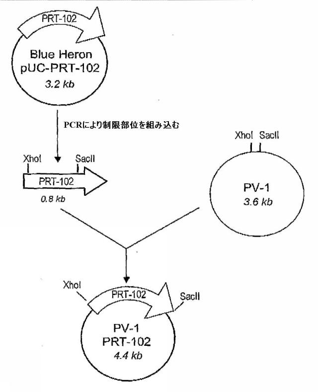 5829808-組換えエラスターゼタンパク質ならびにその製造方法および使用 図000059