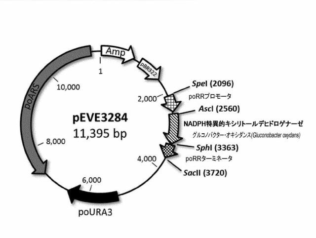 6537534-組換え株によるグルコースからのキシリトールの生産 図000059