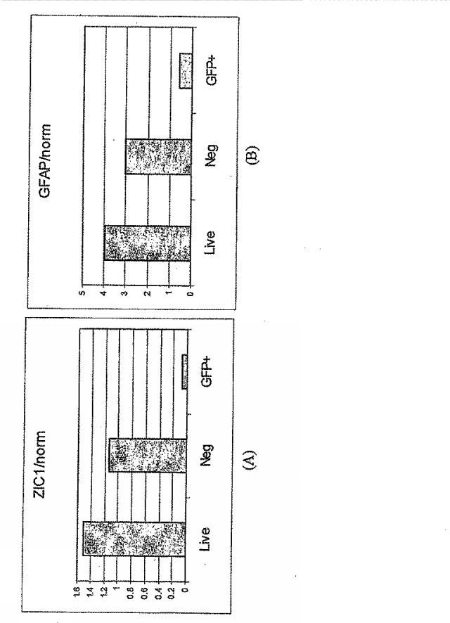 6595041-ＰＤＸ１発現背側及び腹側前腸内胚葉 図000059