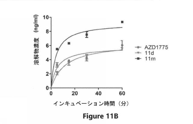 6692423-Ｗｅｅ１キナーゼ阻害剤、並びにそれを作製及び使用する方法 図000059