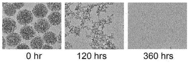 6967810-肝癌の予防または治療用の薬学的組成物 図000059