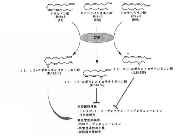 6526570-炎症及び血管形成を減少させるＣＹＰ４５０脂質メタボライト 図000060