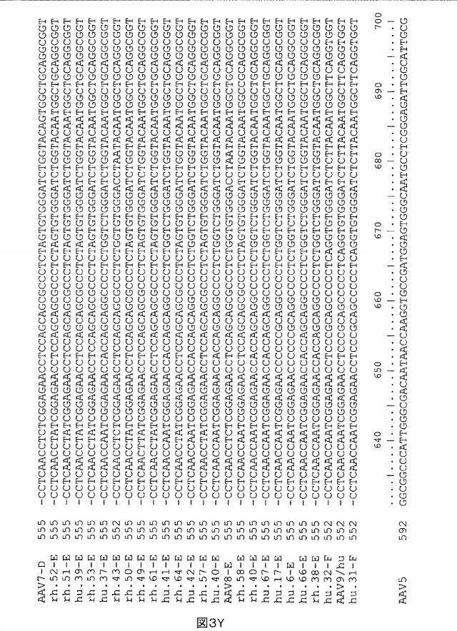 5797397-アデノ随伴ウイルス（ＡＡＶ）の同源系統群（クレイド）、配列、それらを含有するベクターおよびそれらの用途 図000061