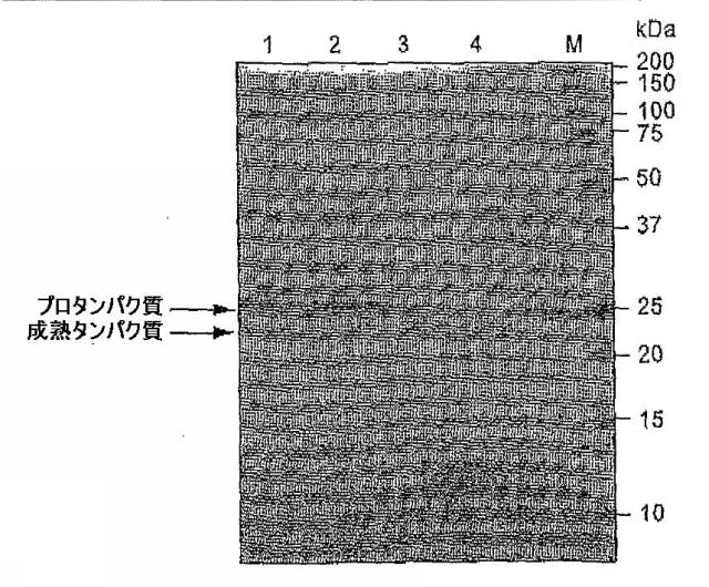 5829808-組換えエラスターゼタンパク質ならびにその製造方法および使用 図000061