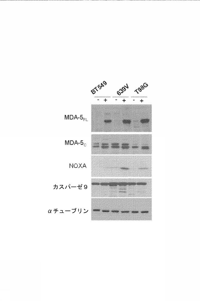 6222749-医薬組成物及びその使用 図000061