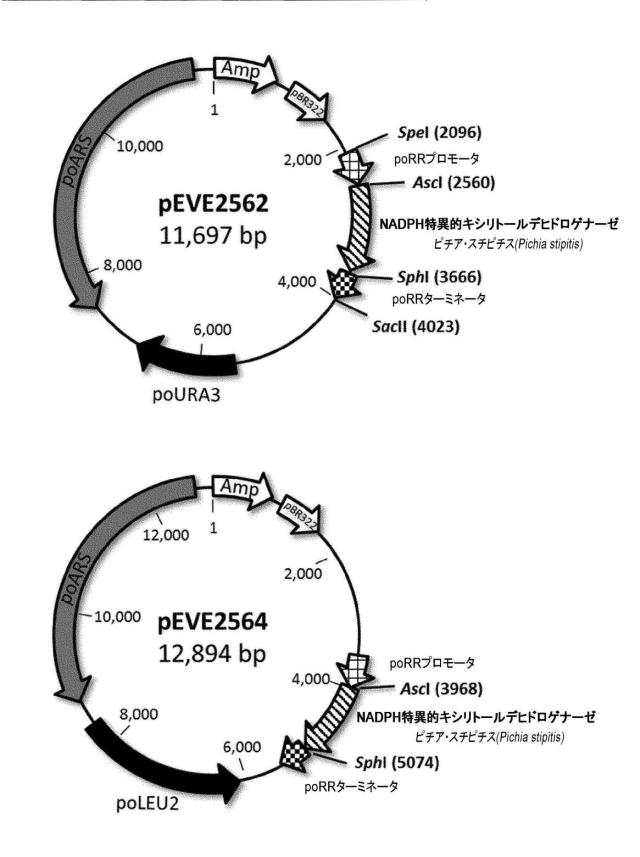 6537534-組換え株によるグルコースからのキシリトールの生産 図000061