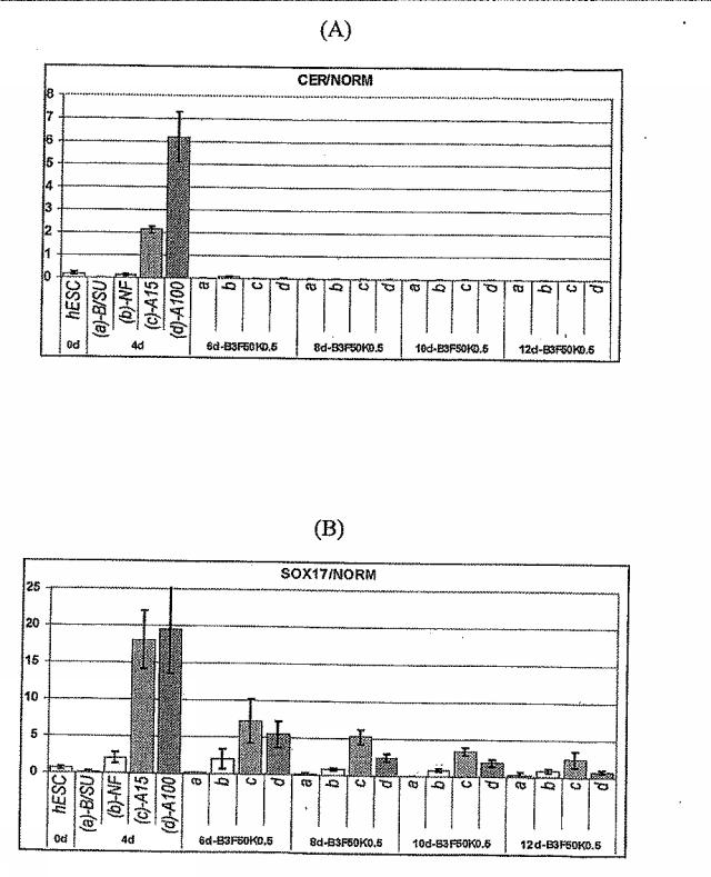 6595041-ＰＤＸ１発現背側及び腹側前腸内胚葉 図000061