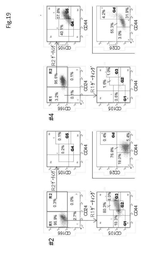 6954682-ヒト機能性角膜内皮細胞およびその応用 図000061