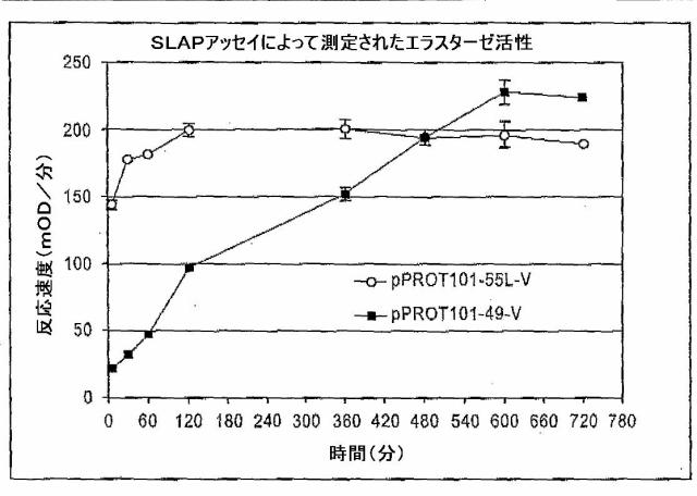 5829808-組換えエラスターゼタンパク質ならびにその製造方法および使用 図000062