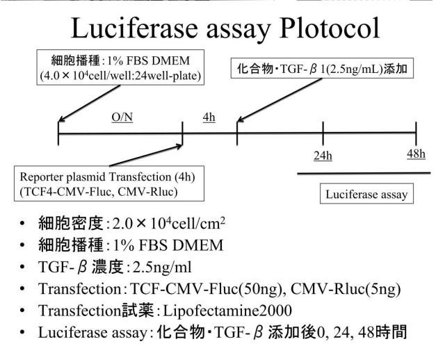 6552005-低分子化合物による癌と線維化の抑制効果 図000062