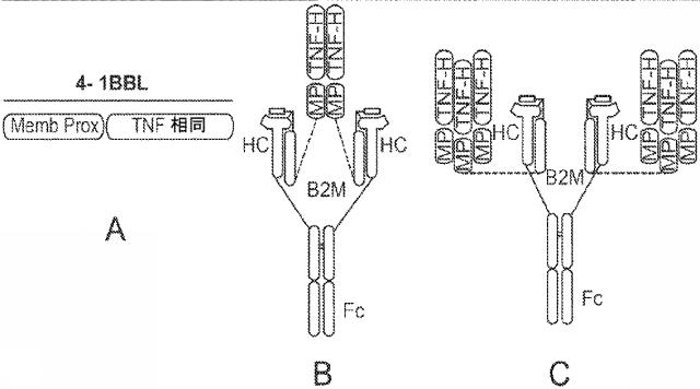 6652680-ｓｙｎＴａｃポリペプチド及びその使用 図000062