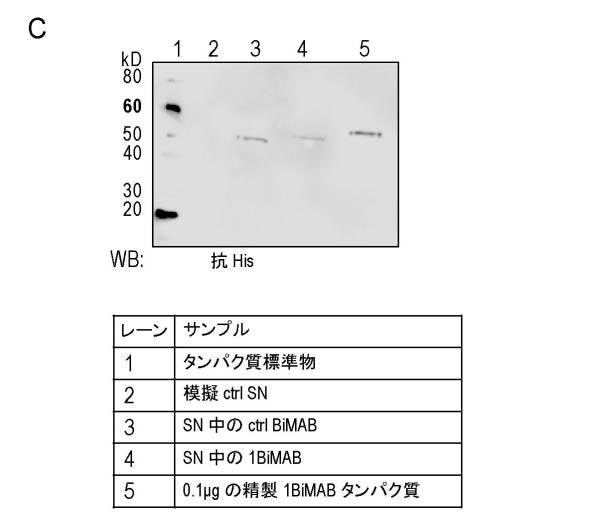 6799101-クローディンを発現するガン疾患を処置するための剤 図000062