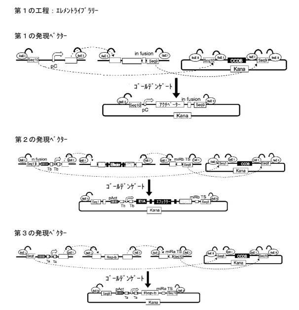 6961788-プログラム可能な腫瘍溶解性ウイルスワクチン系及びその適用 図000062