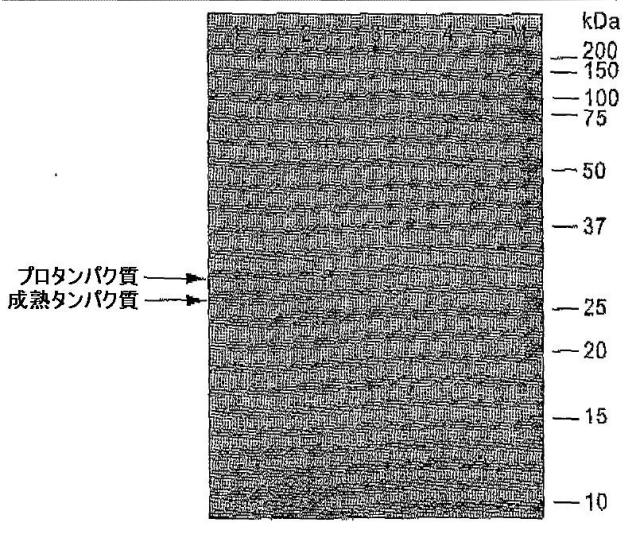 5829808-組換えエラスターゼタンパク質ならびにその製造方法および使用 図000063