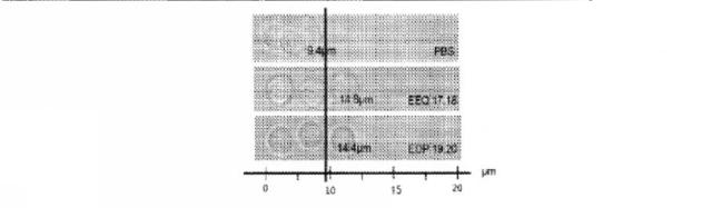 6526570-炎症及び血管形成を減少させるＣＹＰ４５０脂質メタボライト 図000063