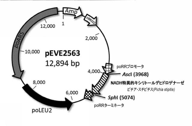 6537534-組換え株によるグルコースからのキシリトールの生産 図000063