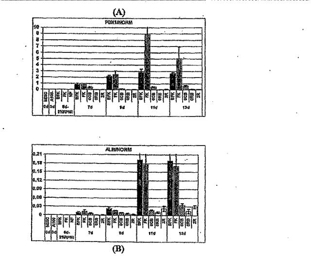 6595041-ＰＤＸ１発現背側及び腹側前腸内胚葉 図000063