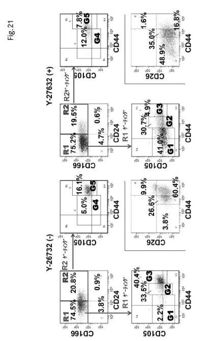 6954682-ヒト機能性角膜内皮細胞およびその応用 図000063