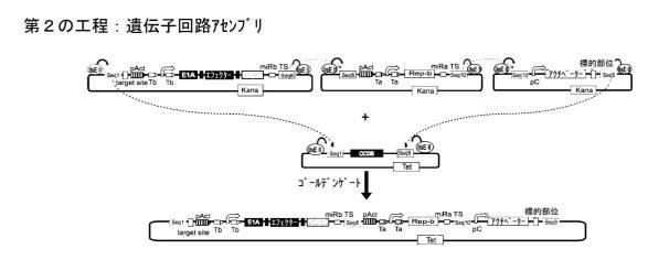 6961788-プログラム可能な腫瘍溶解性ウイルスワクチン系及びその適用 図000063