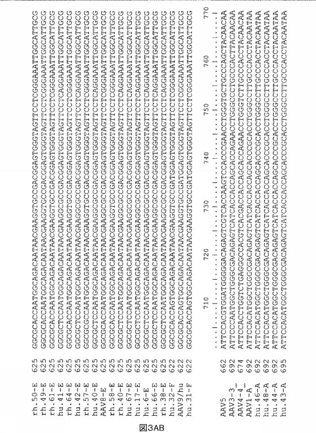 5797397-アデノ随伴ウイルス（ＡＡＶ）の同源系統群（クレイド）、配列、それらを含有するベクターおよびそれらの用途 図000064