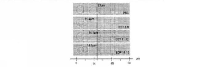 6526570-炎症及び血管形成を減少させるＣＹＰ４５０脂質メタボライト 図000064