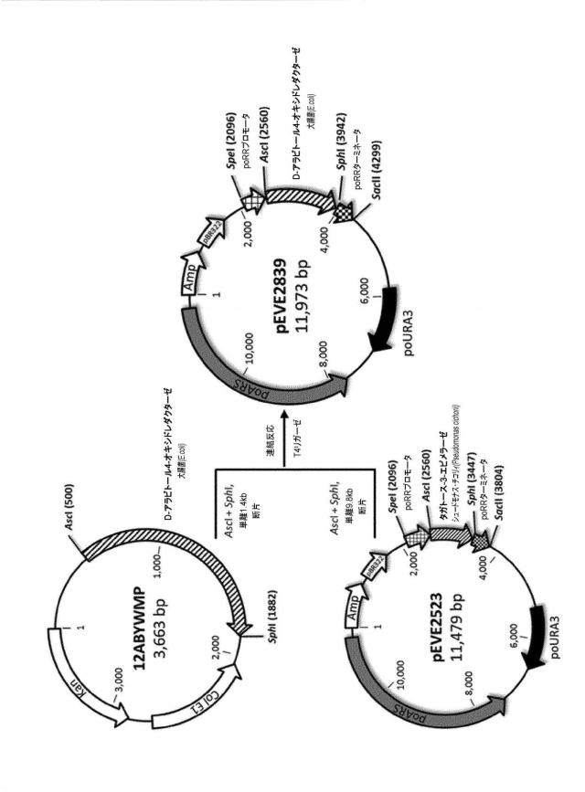 6537534-組換え株によるグルコースからのキシリトールの生産 図000064