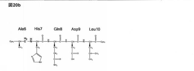 6588890-構築されたポリペプチド特異性のモジュレーション 図000064