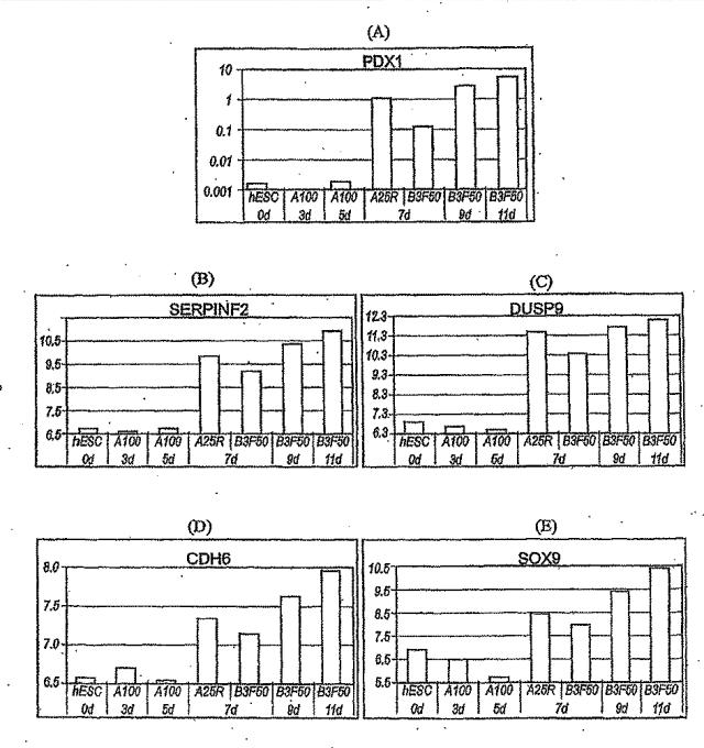 6595041-ＰＤＸ１発現背側及び腹側前腸内胚葉 図000064