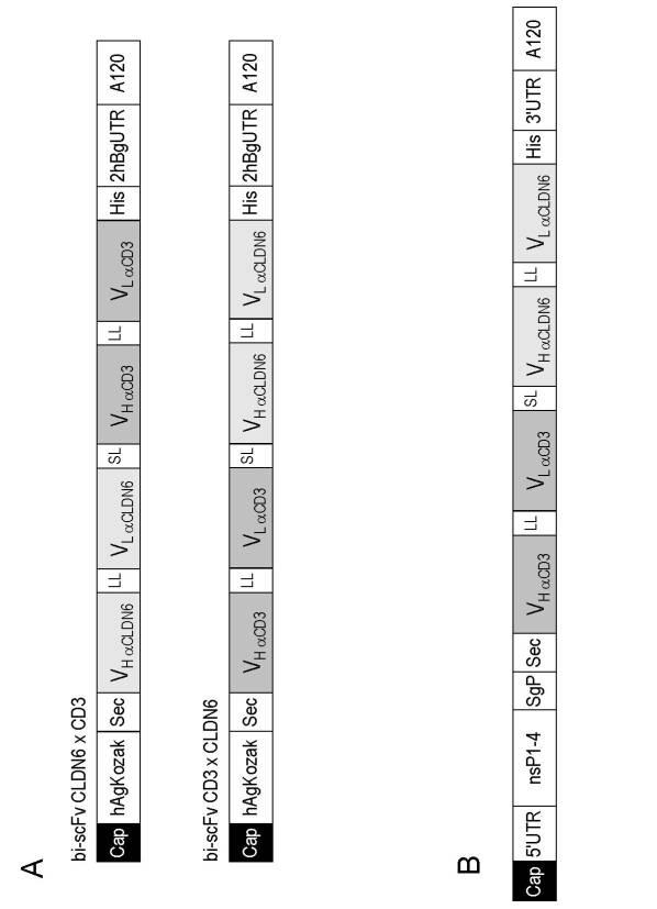 6799101-クローディンを発現するガン疾患を処置するための剤 図000064