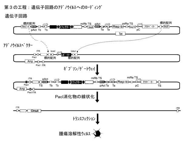 6961788-プログラム可能な腫瘍溶解性ウイルスワクチン系及びその適用 図000064