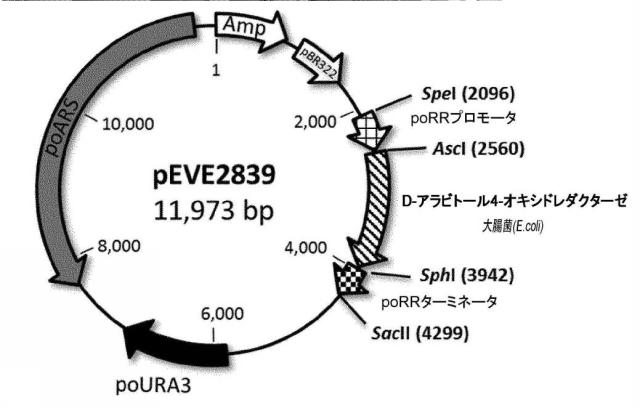 6537534-組換え株によるグルコースからのキシリトールの生産 図000065