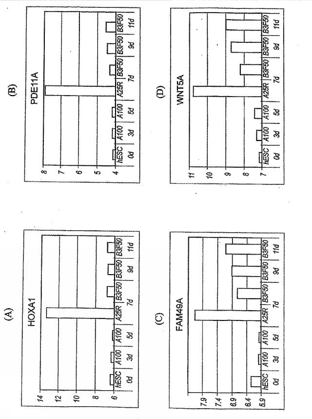 6595041-ＰＤＸ１発現背側及び腹側前腸内胚葉 図000065