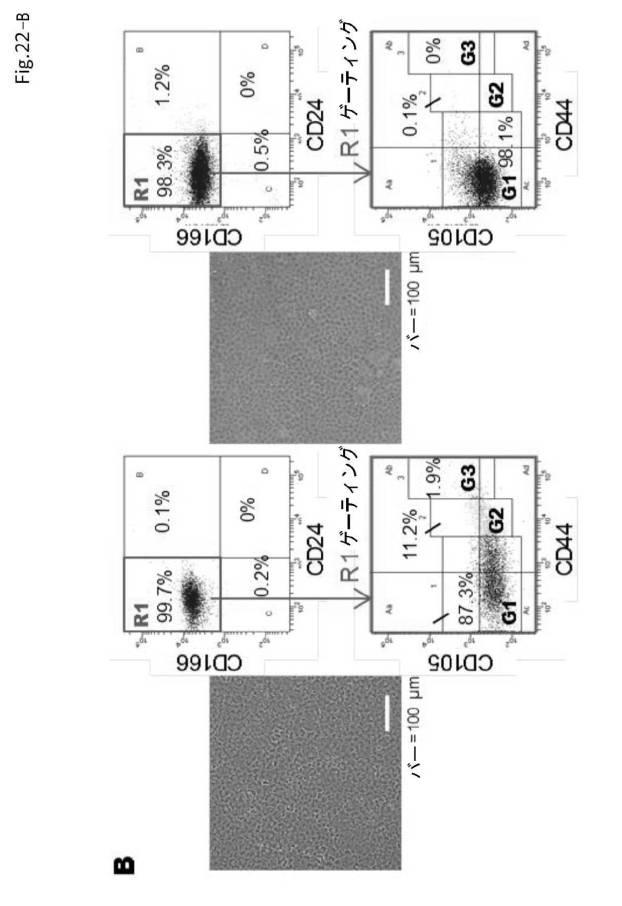 6954682-ヒト機能性角膜内皮細胞およびその応用 図000065