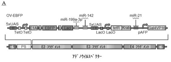 6961788-プログラム可能な腫瘍溶解性ウイルスワクチン系及びその適用 図000065