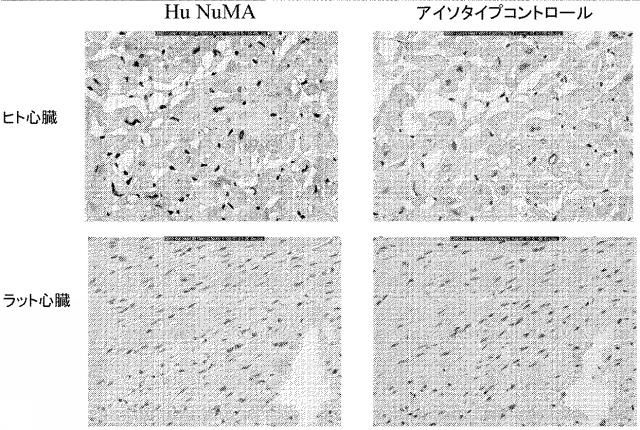 5894071-心臓組織由来細胞 図000066