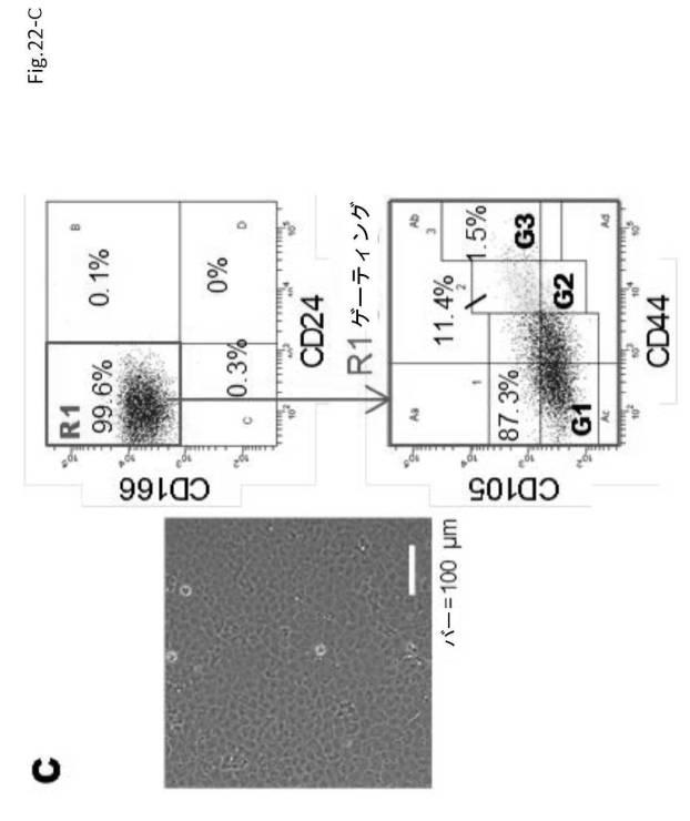 6954682-ヒト機能性角膜内皮細胞およびその応用 図000066