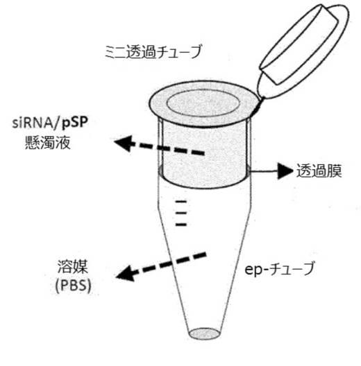 6967810-肝癌の予防または治療用の薬学的組成物 図000066