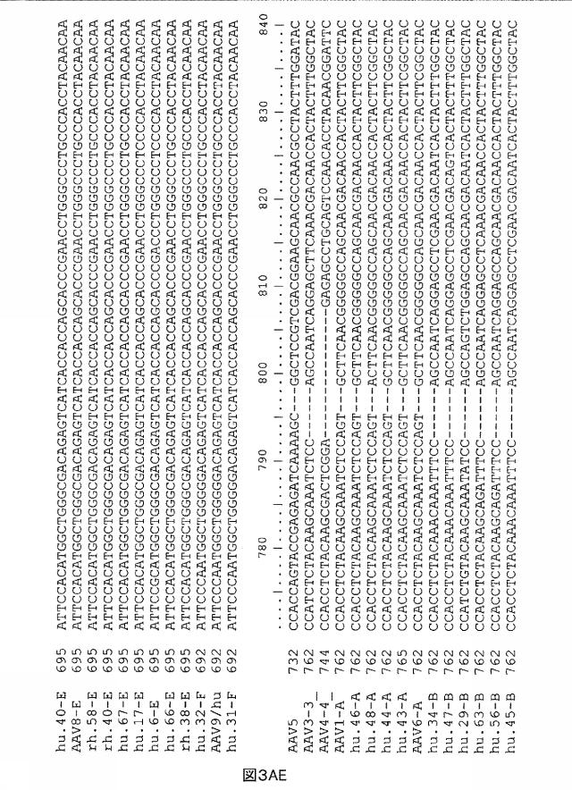 5797397-アデノ随伴ウイルス（ＡＡＶ）の同源系統群（クレイド）、配列、それらを含有するベクターおよびそれらの用途 図000067