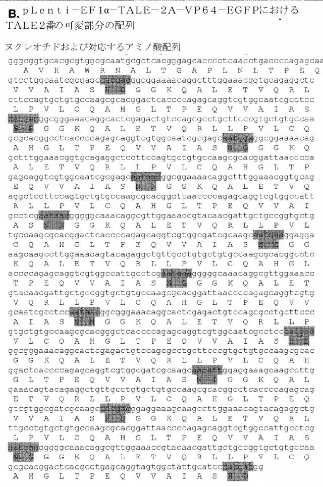 6259766-フラタキシンレベルを増加させる方法および生成物ならびにその使用 図000067