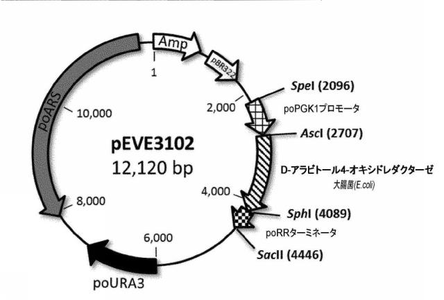 6537534-組換え株によるグルコースからのキシリトールの生産 図000067