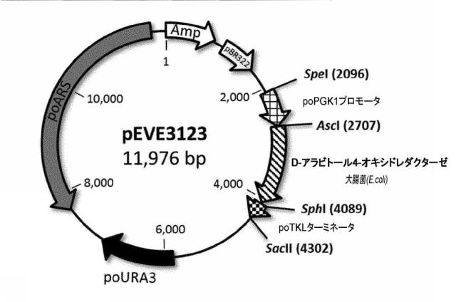 6537534-組換え株によるグルコースからのキシリトールの生産 図000068