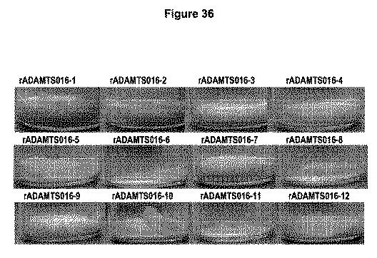 5819303-安定化された液体および凍結乾燥ＡＤＡＭＴＳ１３製剤 図000069