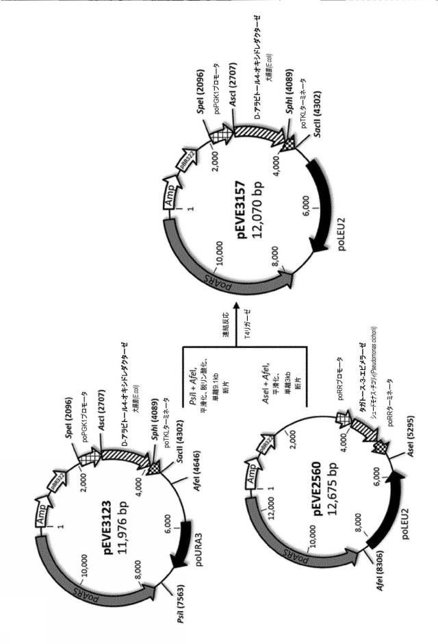 6537534-組換え株によるグルコースからのキシリトールの生産 図000069