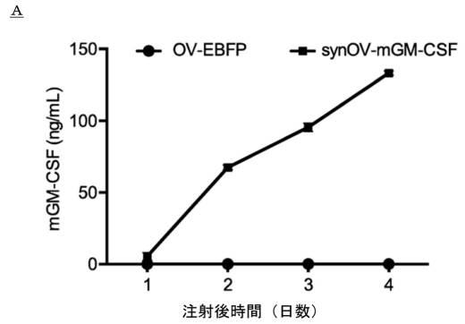 6961788-プログラム可能な腫瘍溶解性ウイルスワクチン系及びその適用 図000069