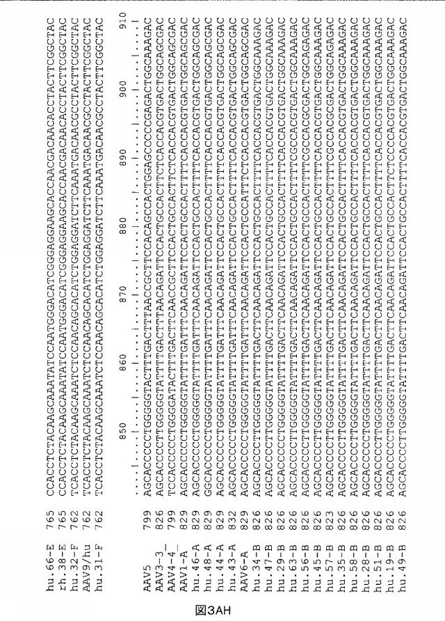 5797397-アデノ随伴ウイルス（ＡＡＶ）の同源系統群（クレイド）、配列、それらを含有するベクターおよびそれらの用途 図000070