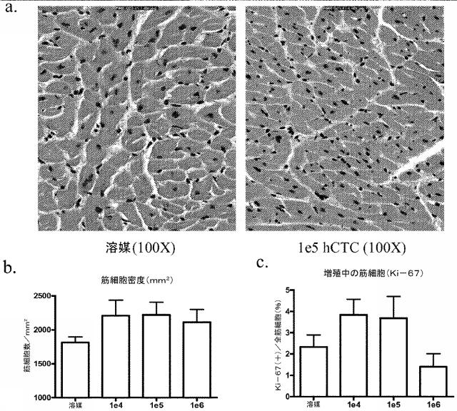 5894071-心臓組織由来細胞 図000070